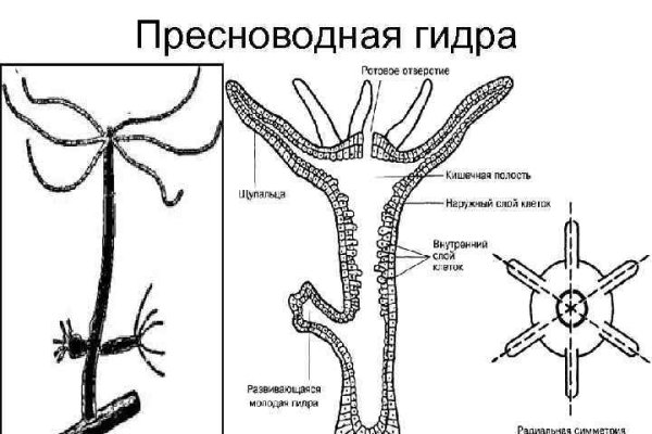 Kraken вход kraken torion